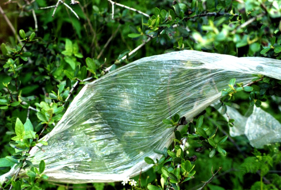 Plastic Sheet In Bushes