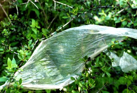 Plastic Sheet In Bushes photo