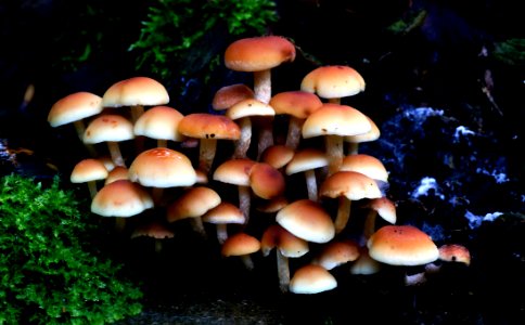 Hypholoma Fasciculare (Sulphur Tuft)