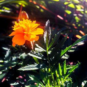 Orange French Marigold photo