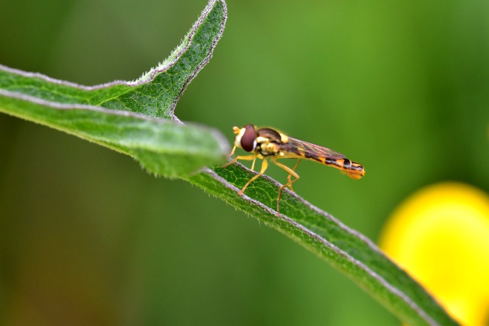 Araignes Insectes Et Fleurs De La Fort De Moulire (Le Plan Des Aises)