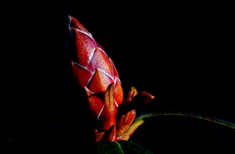 Rhododendron Bud Lumix FZ200 photo