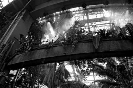Botanical Garden Steam