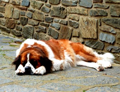 Dog Napping Outdoors
