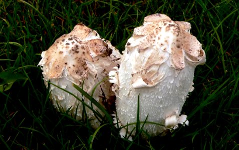 Shaggy Inkcaps