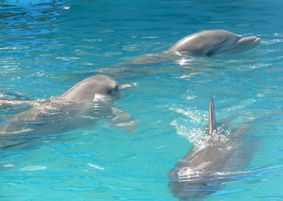 Pool water mammal