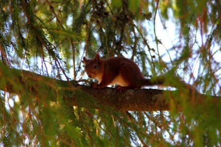 Squirrel