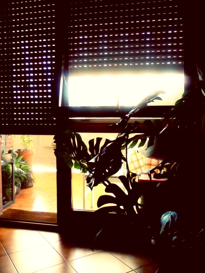 Silhouette Of Houseplants In Sunny Window photo