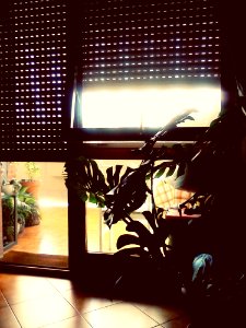 Silhouette Of Houseplants In Sunny Window