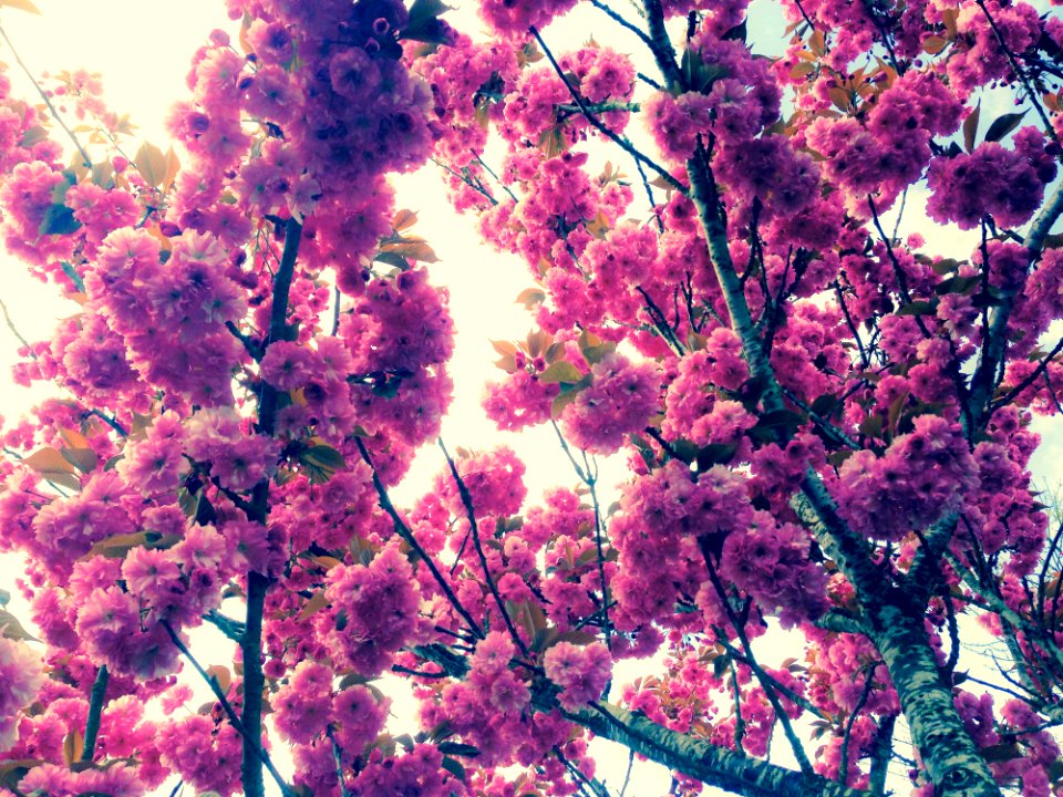 Under A Kwanzan Flowering Cherry Tree