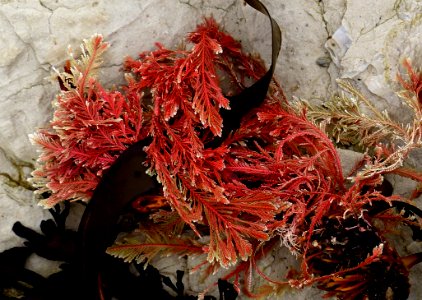 Calcareous Red Seaweed FZ200 photo