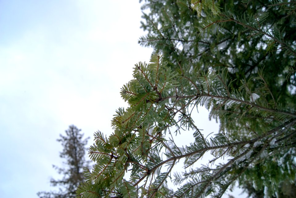 Marco Of Pine Needles