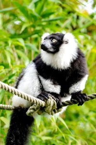 Black And White Ruffed Lemur photo