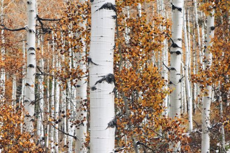 Birch Tree Background Texture photo