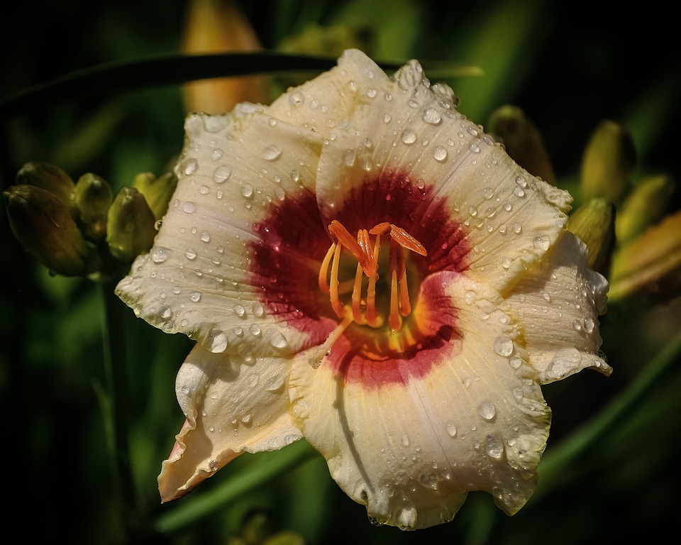 Nature botany color