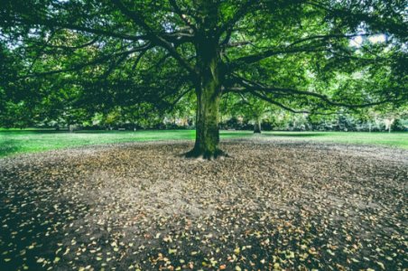 Autumn Tree In Park