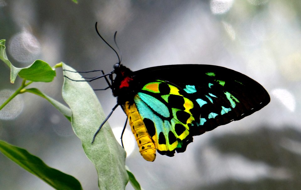 Cairns Birdwing Butterfly