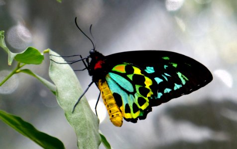 Cairns Birdwing Butterfly