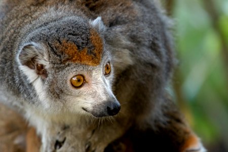 Crowned Lemur 2016-01-08-00853 photo