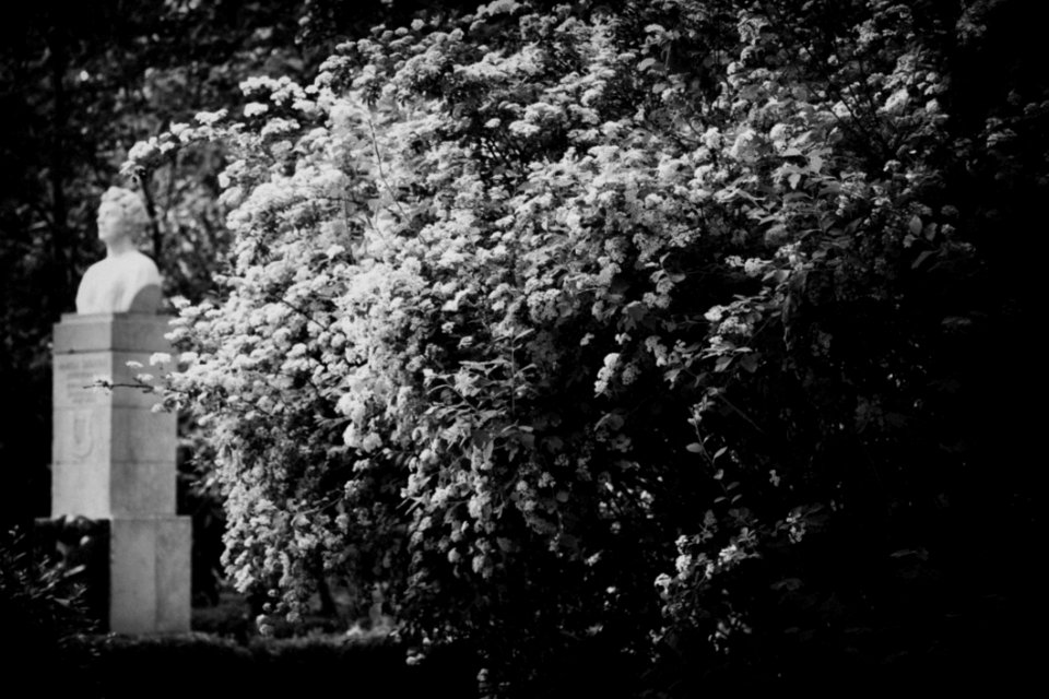 Blossom Black And White