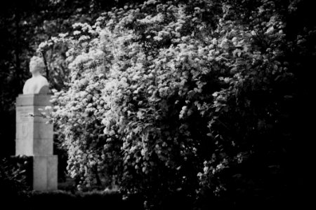 Blossom Black And White