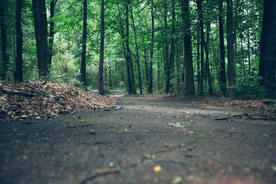 Path In Green Forest