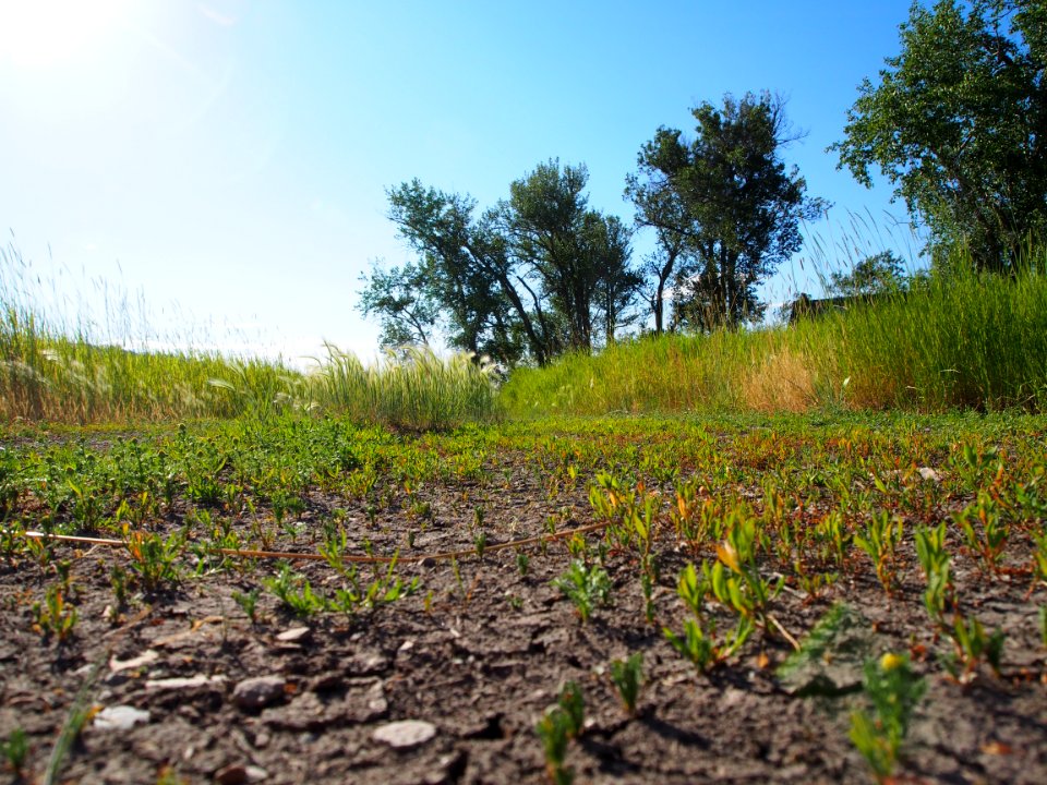 Flourishing Ground