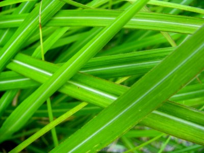Green Grass Blades