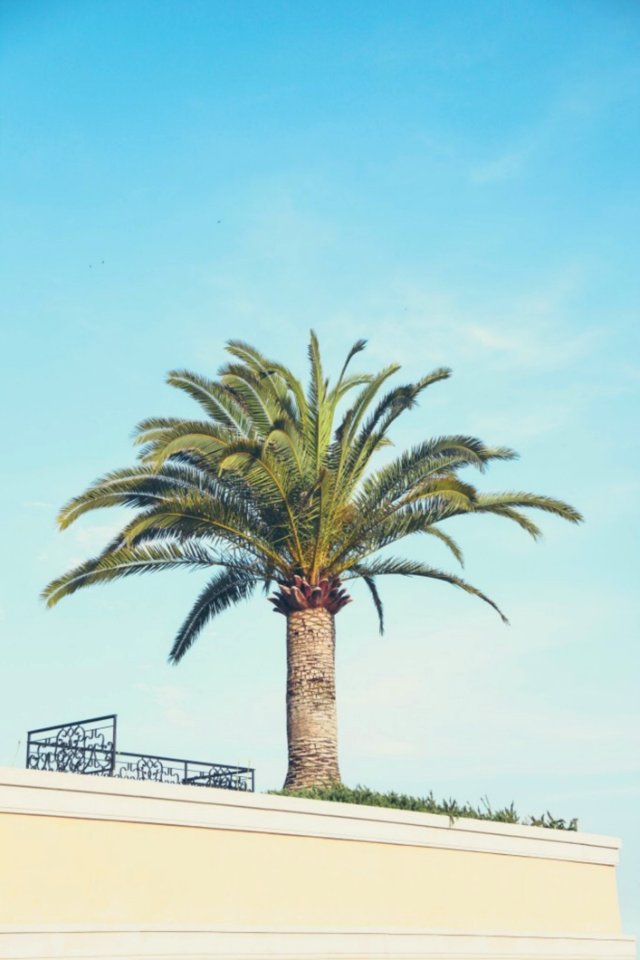 Palm Tree