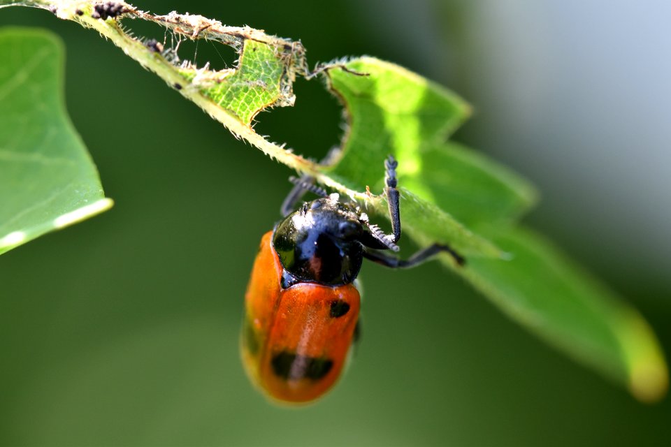 Lady Bird Eating Leaf
