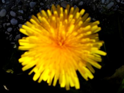 Flower Plant Petal Flowering Plant