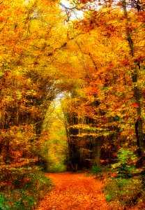 Path Through Autumn Woods