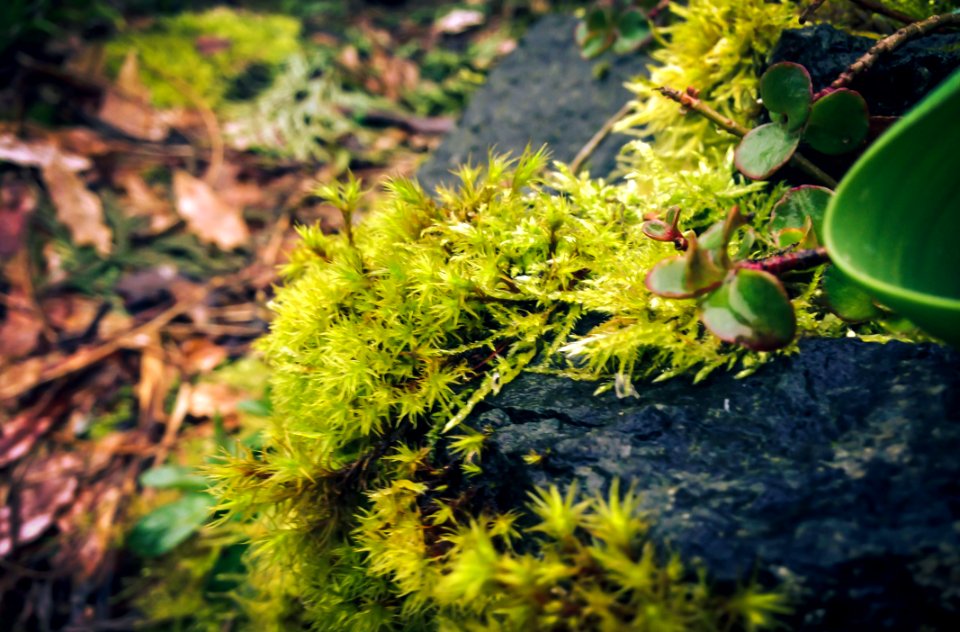 Moss Among Rocks And Bark