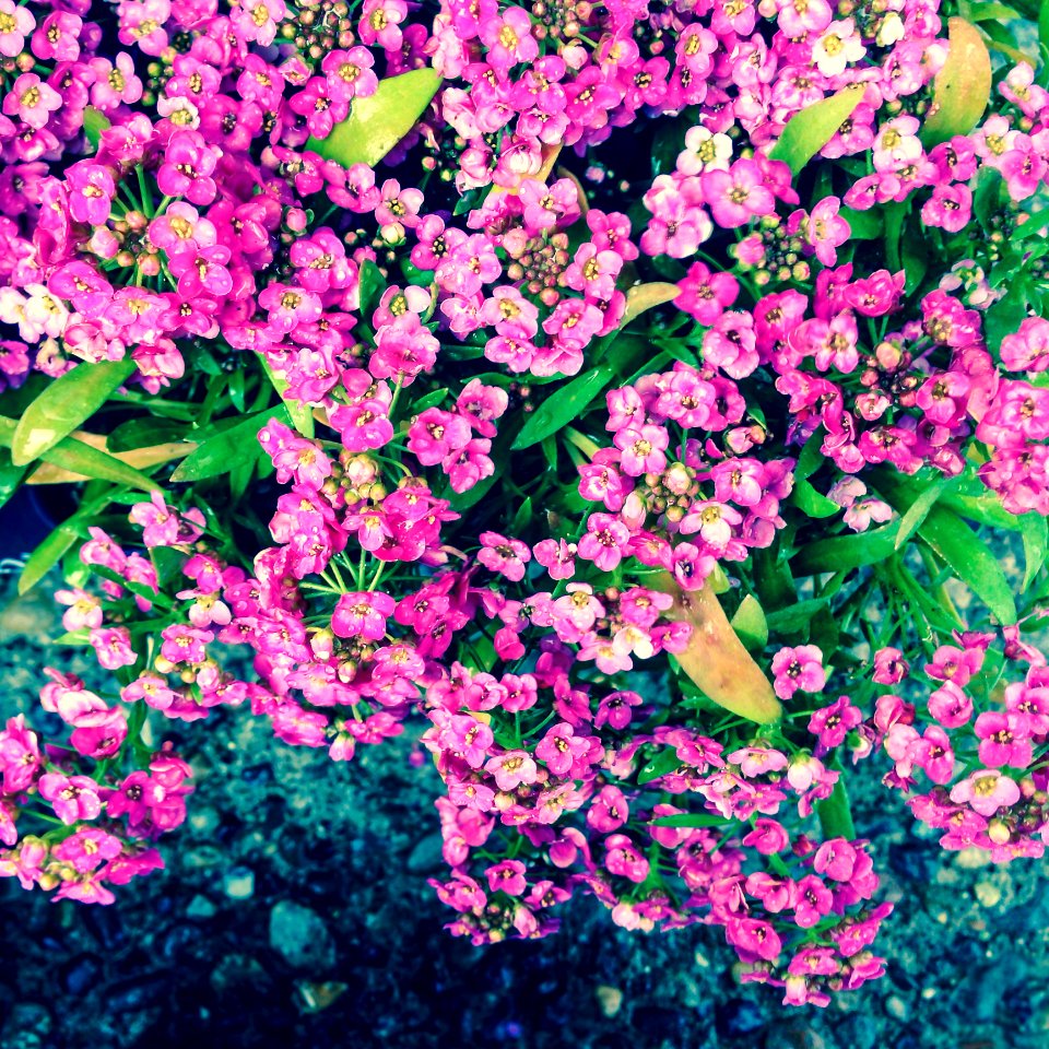 Pink Sweet Alyssum
