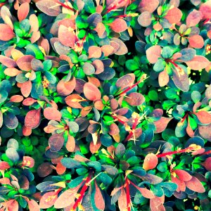 Japanese Barberry As A Texture