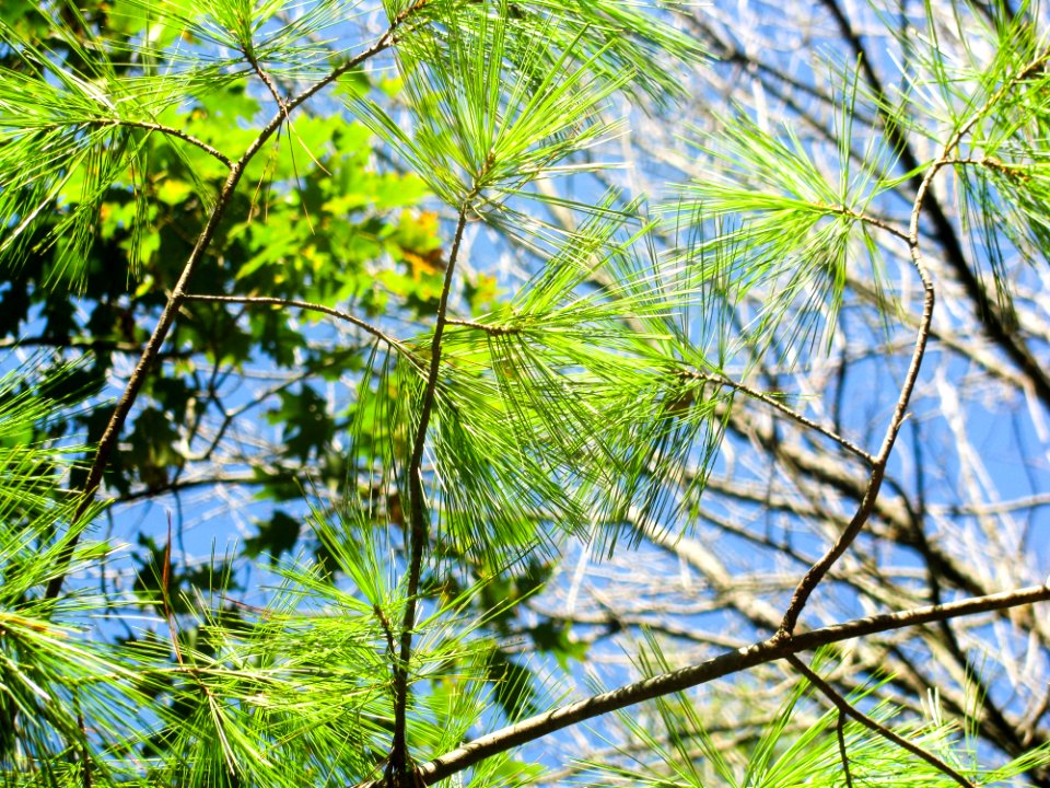 Pine Tree Leaves On Tree