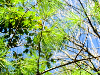 Pine Tree Leaves On Tree