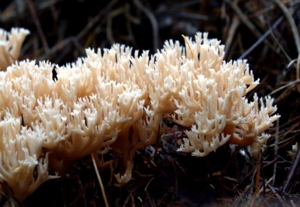 Coral Fungi (Clavaniaceae)