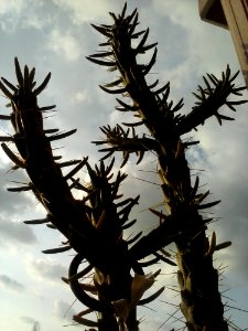 Cloud Sky Botany Branch