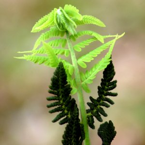 Close Up Of Fern photo