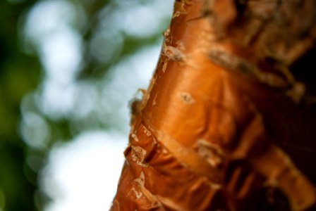 Macro Bark