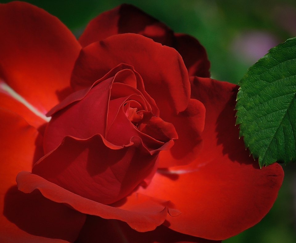 Beauty romantic petals