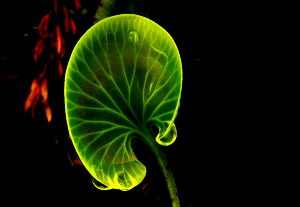 Kidney Fern New Zealand