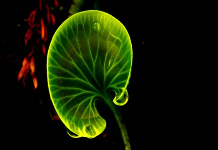 Kidney Fern New Zealand
