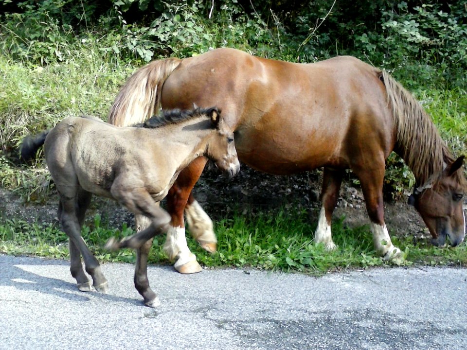 Hair Horse Working Animal Sorrel