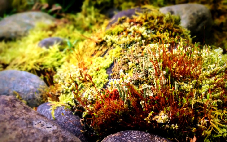 Moss With Sporophytes And Cup Lichens Among Rocks