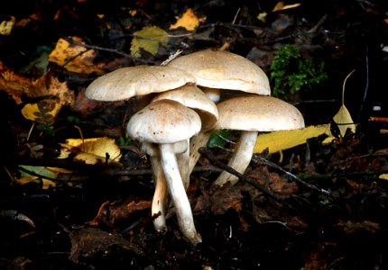 Hypholoma