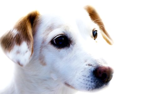 Cute White Puppy Portrait photo
