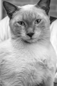 Greyscale Photo Of Cat photo