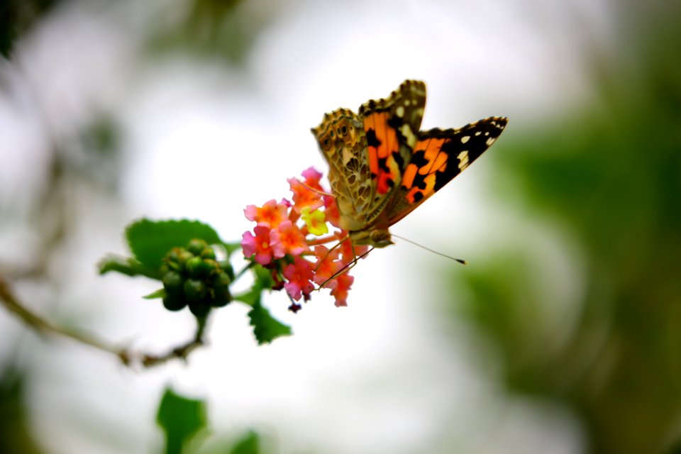 Orange And Black Butterfly Sip Nectar